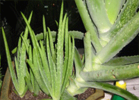 aloe-vera