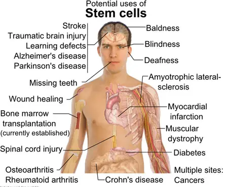 stem-cell-benefits