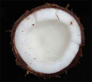 coconut