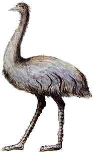 emu