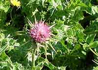 milk-thistle