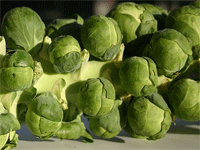 brussel-sprouts-pd