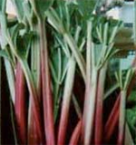 rhubarb-pd