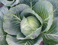 cabbage-vegetable-pd