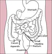 colon-stomach-pd