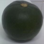 gem squash